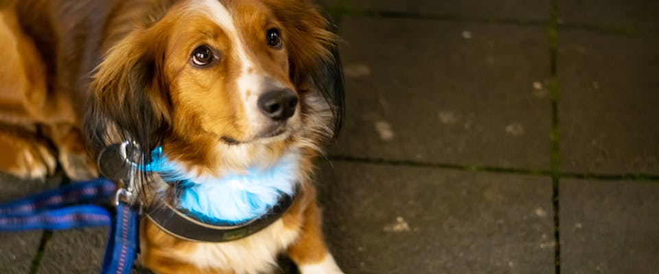 Best led top dog leash